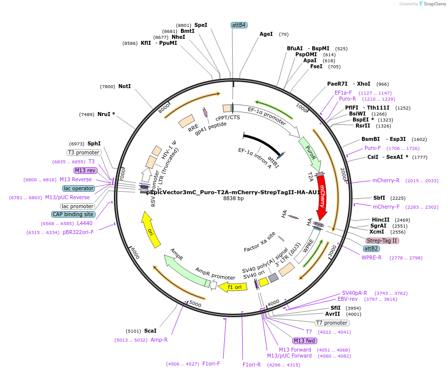 162113-plasmid-map-sequence-id-318304