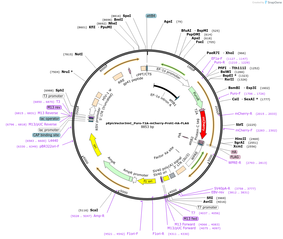162115-plasmid-map-sequence-id-318307