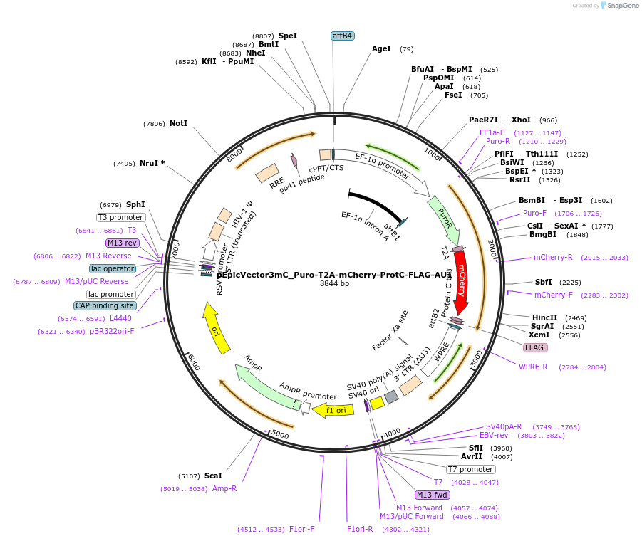 162117-plasmid-map-sequence-id-318310