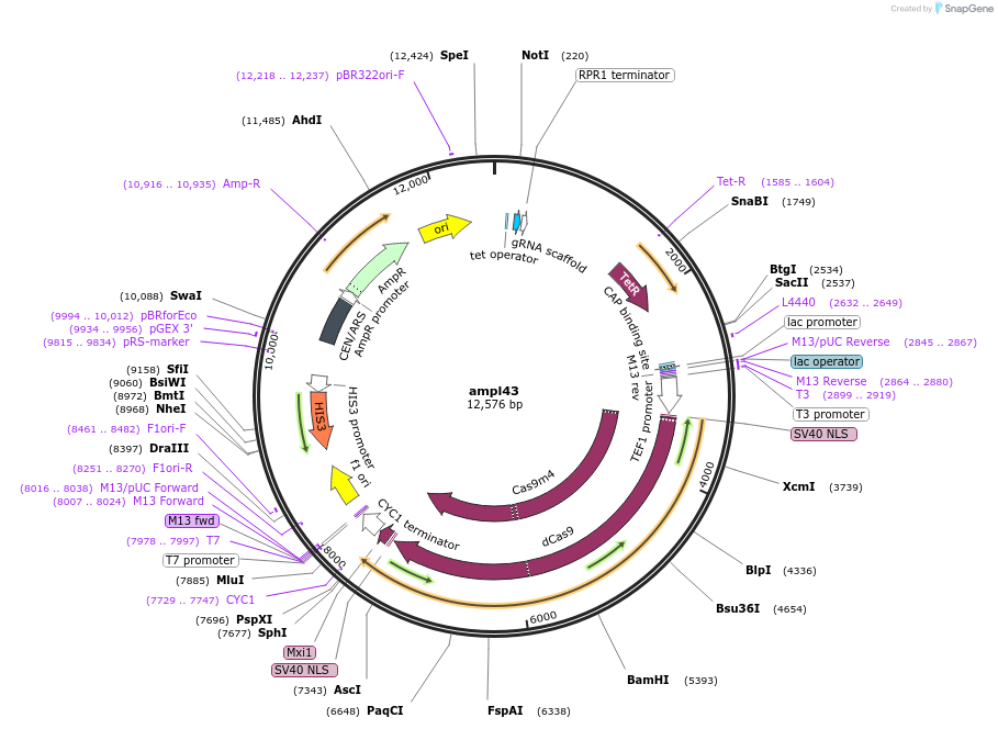 161830-plasmid-map-sequence-id-318315