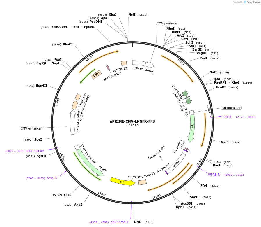 11666-plasmid-map-sequence-id-318316