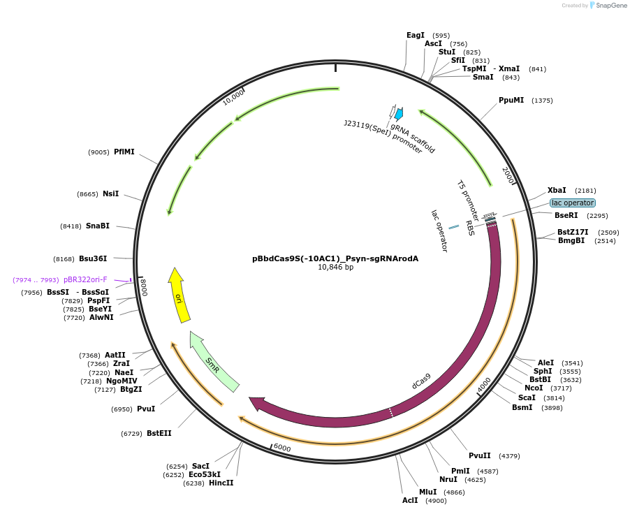 149659-plasmid-map-sequence-id-318339