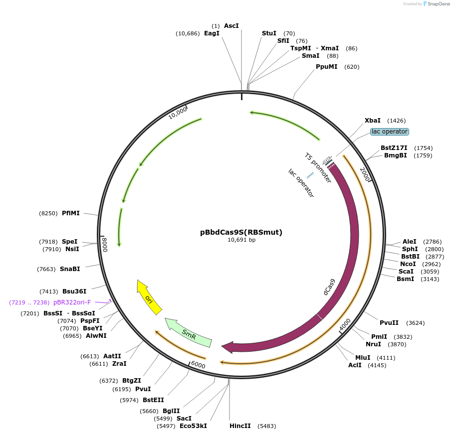 149574-plasmid-map-sequence-id-318340