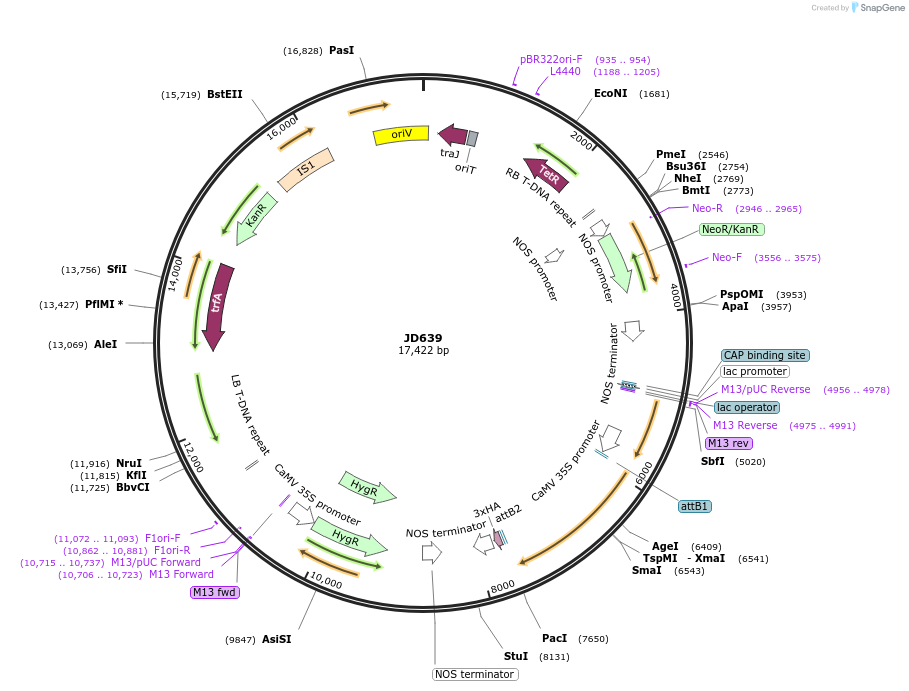 160398-plasmid-map-sequence-id-318342