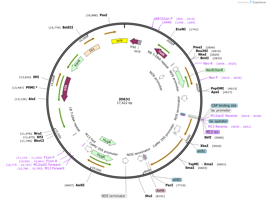 160399-plasmid-map-sequence-id-318343