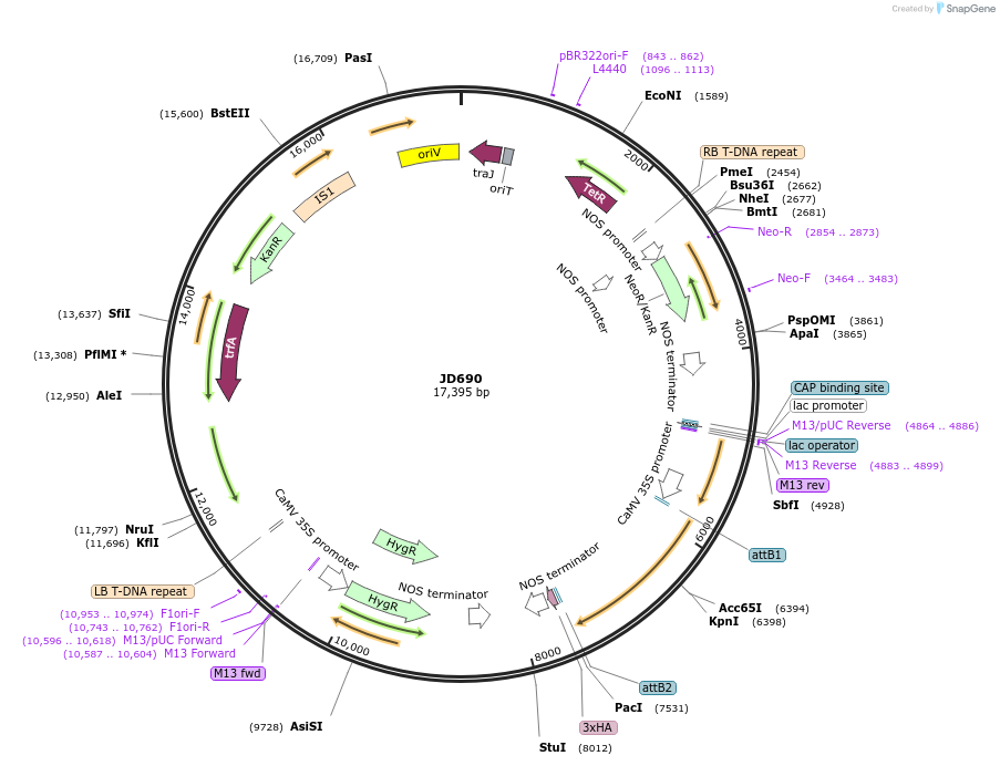 160397-plasmid-map-sequence-id-318344