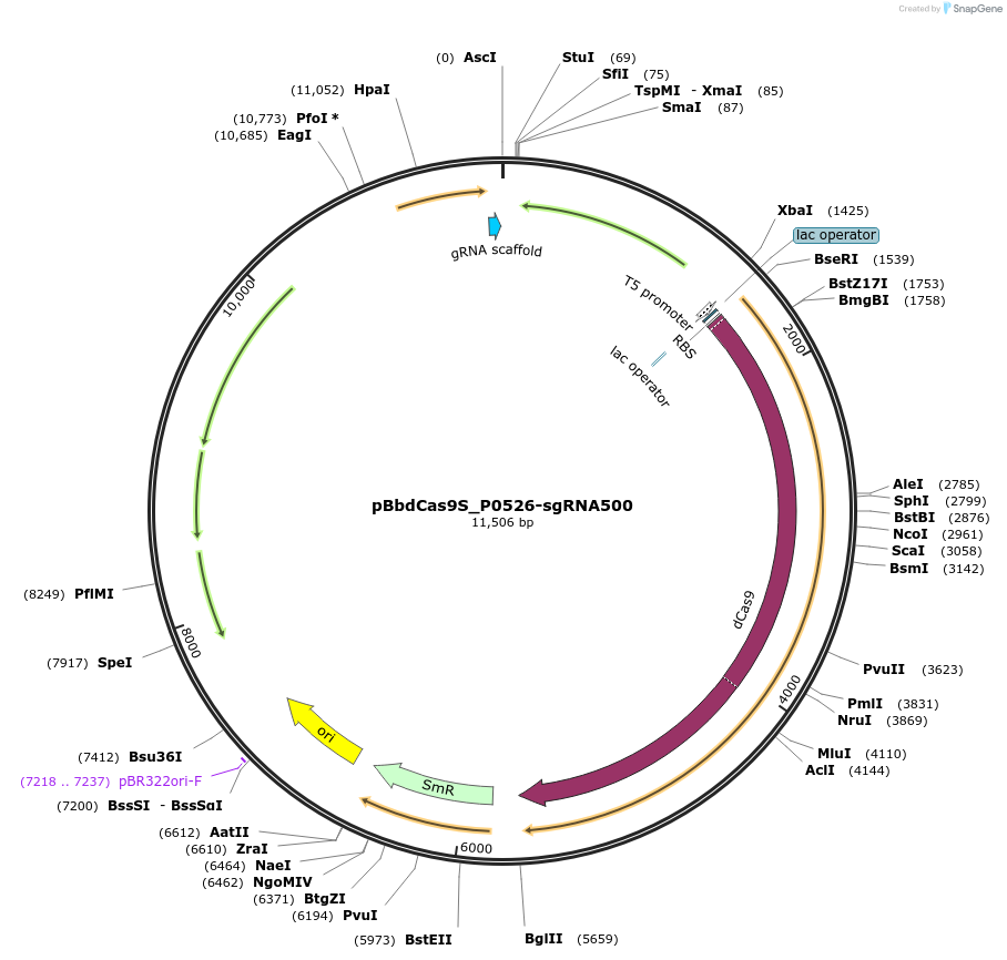 149641-plasmid-map-sequence-id-318345