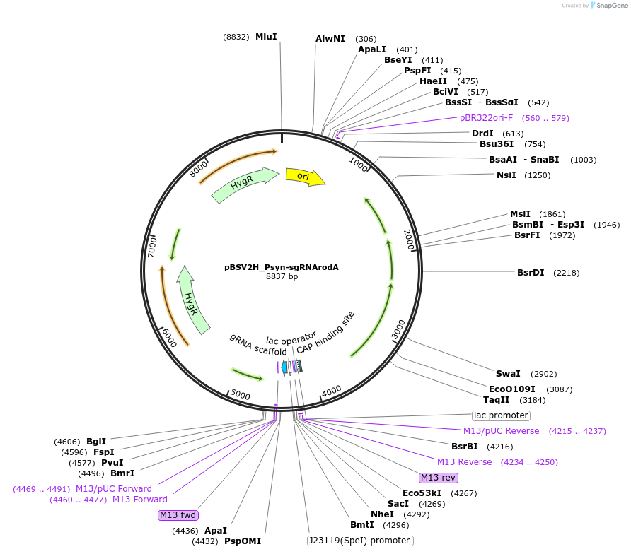 149569-plasmid-map-sequence-id-318346