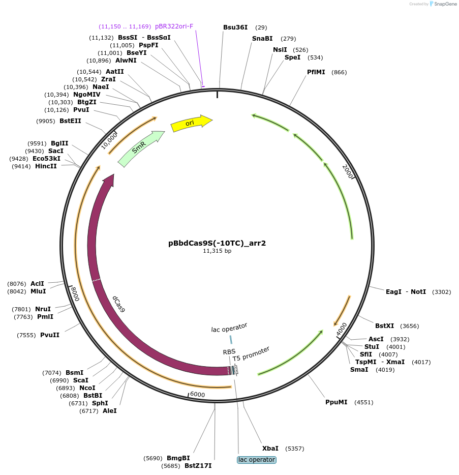 149582-plasmid-map-sequence-id-318347