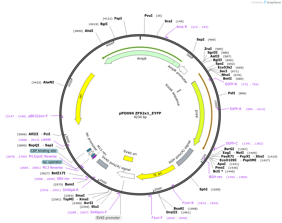 138718-plasmid-map-sequence-id-318352