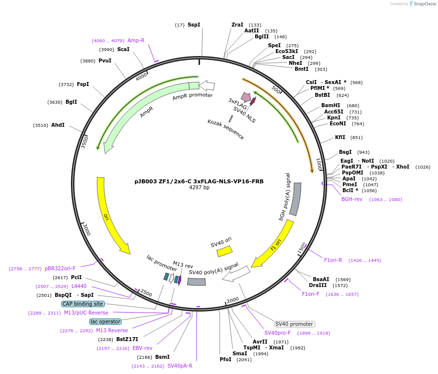 161546-plasmid-map-sequence-id-318357