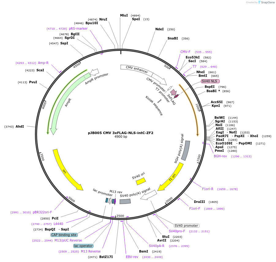 161550-plasmid-map-sequence-id-318364