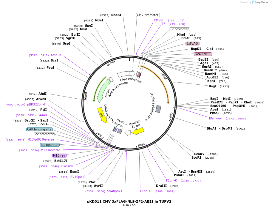 161548-plasmid-map-sequence-id-318367