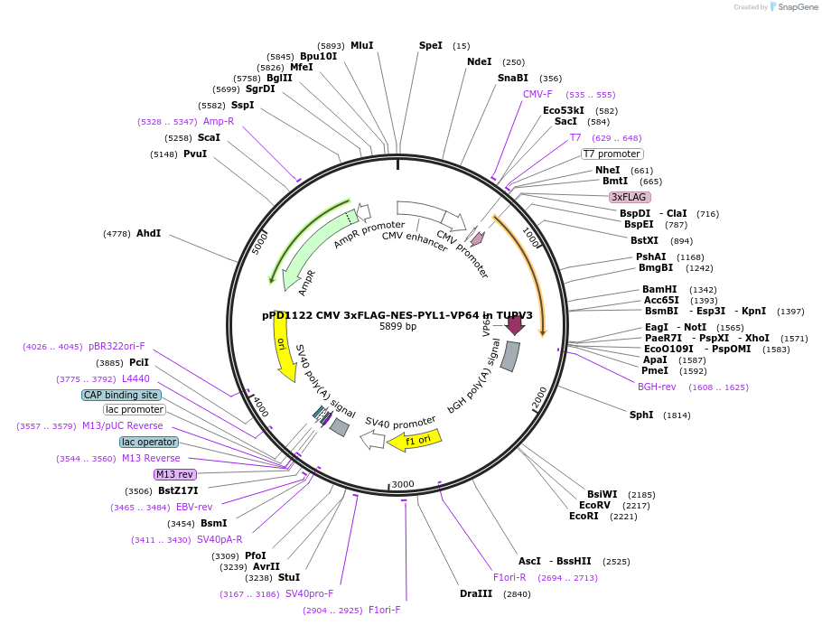 161547-plasmid-map-sequence-id-318369