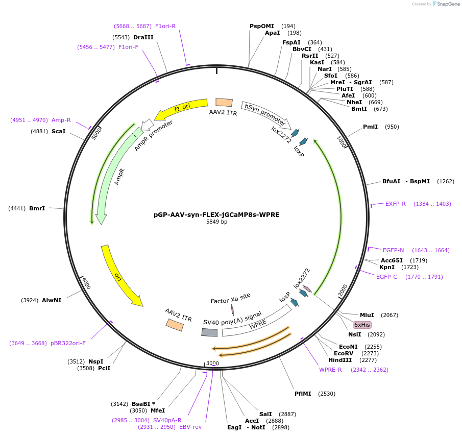 162377-plasmid-map-sequence-id-318372