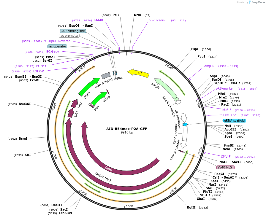 157948-plasmid-map-sequence-id-318380