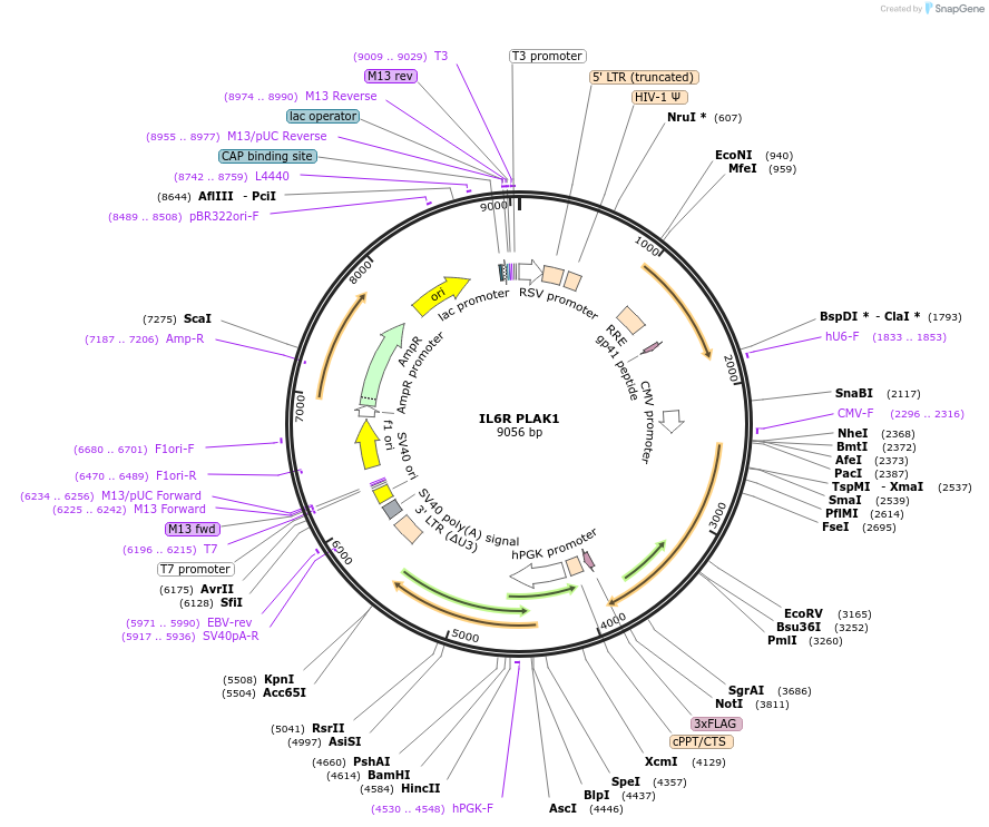 161518-plasmid-map-sequence-id-318392