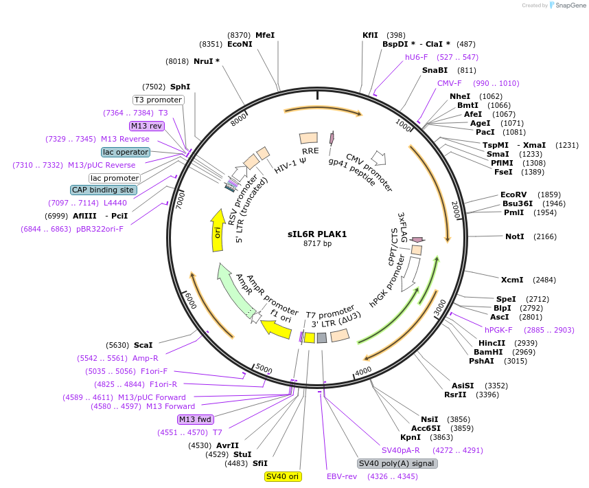 161519-plasmid-map-sequence-id-318393