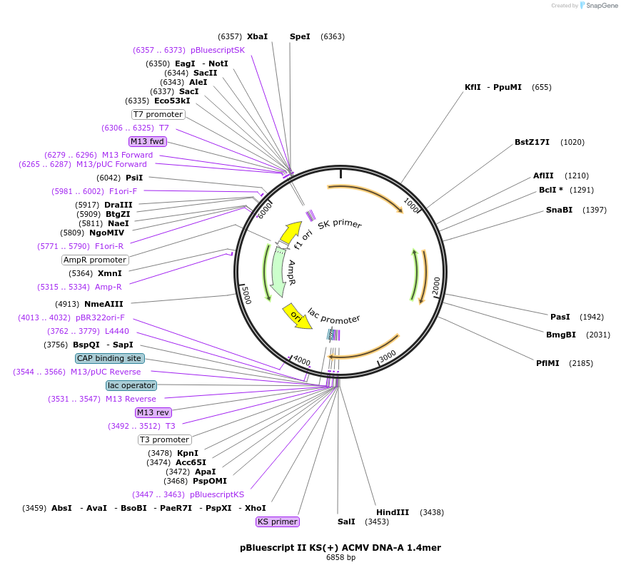 159134-plasmid-map-sequence-id-318422