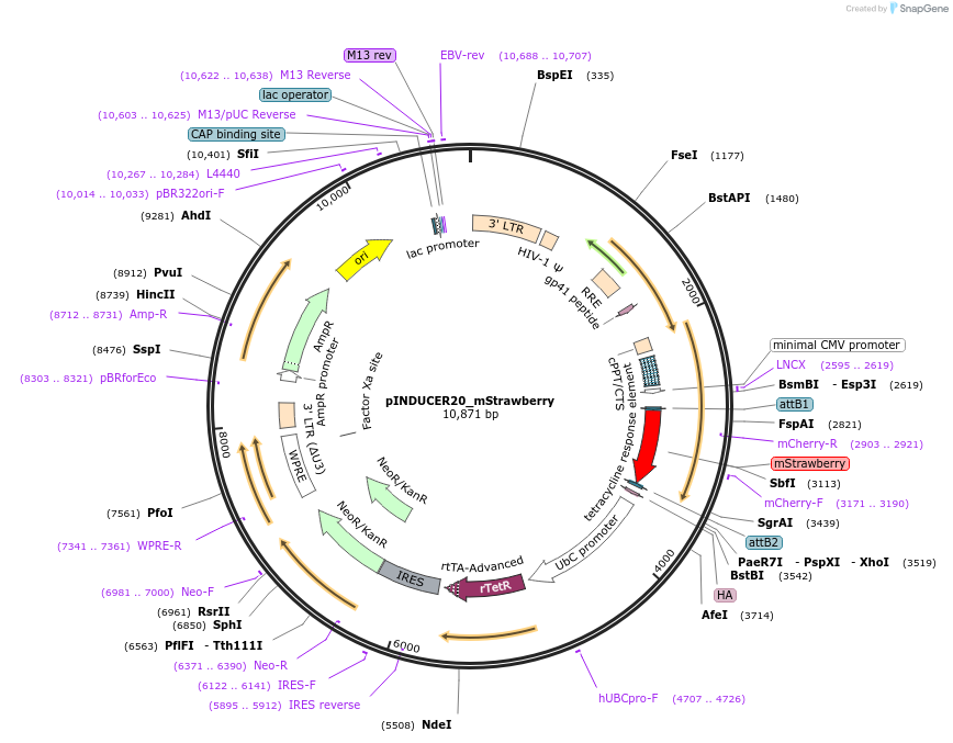 161734-plasmid-map-sequence-id-318423