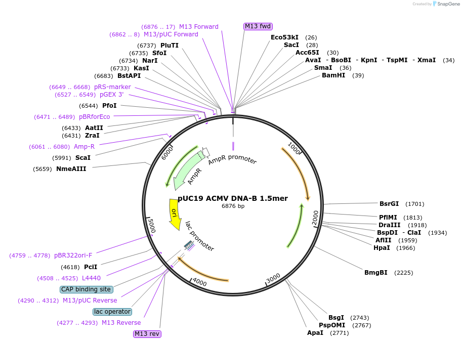 159135-plasmid-map-sequence-id-318424