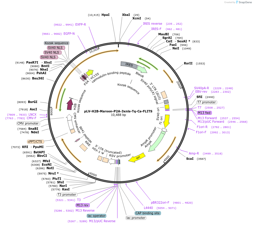 145027-plasmid-map-sequence-id-318435