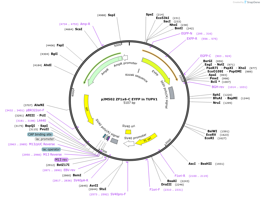 161527-plasmid-map-sequence-id-318439