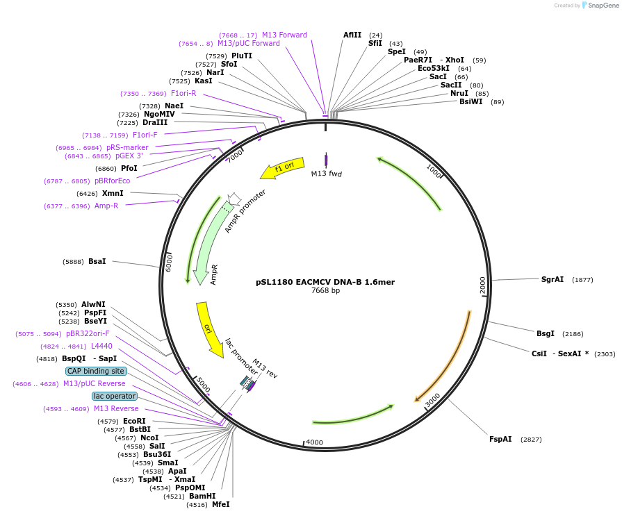 159137-plasmid-map-sequence-id-318441