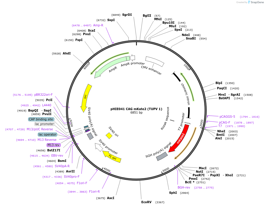 138721-plasmid-map-sequence-id-318443