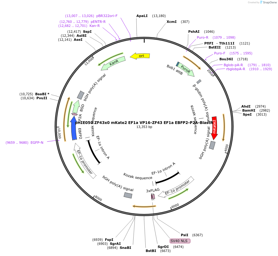 138731-plasmid-map-sequence-id-318457