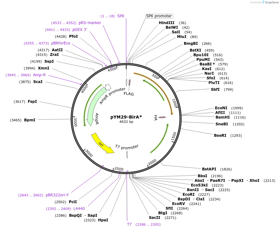 160291-plasmid-map-sequence-id-318464