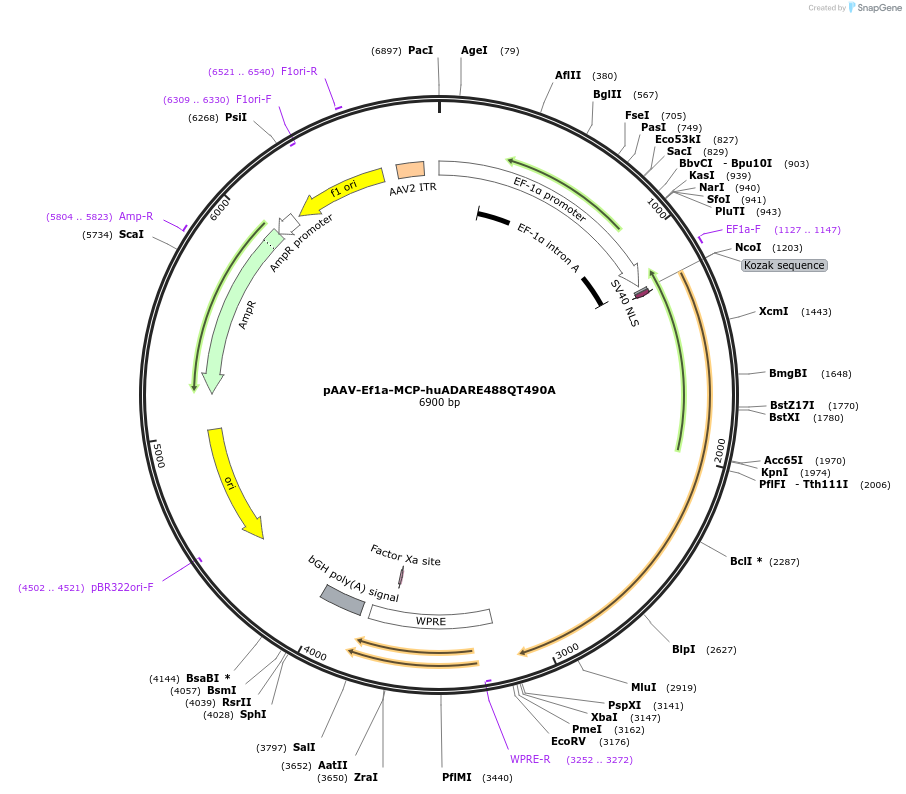 159922-plasmid-map-sequence-id-318466