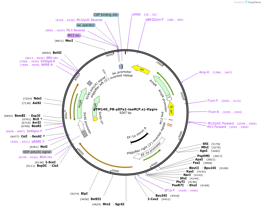 160043-plasmid-map-sequence-id-318467