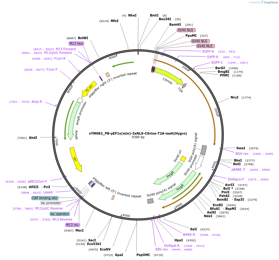 160044-plasmid-map-sequence-id-318469