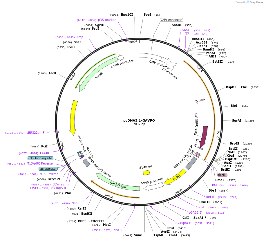 159923-plasmid-map-sequence-id-318470