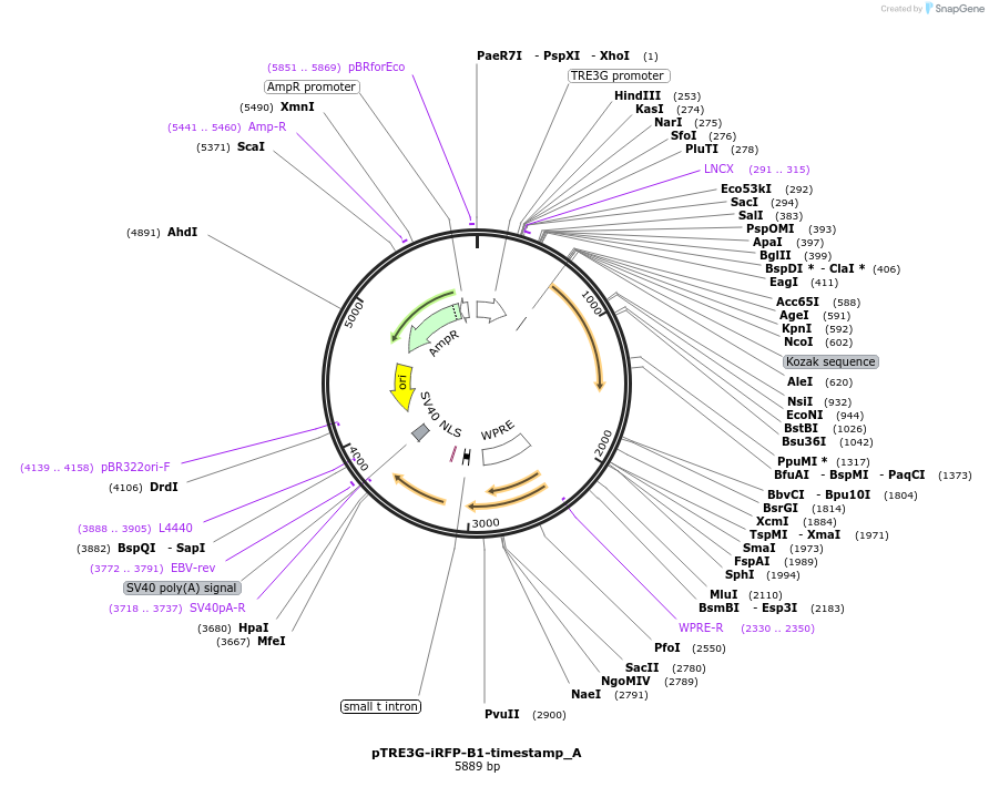 159924-plasmid-map-sequence-id-318472