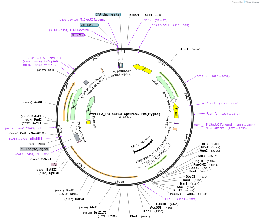 160045-plasmid-map-sequence-id-318473