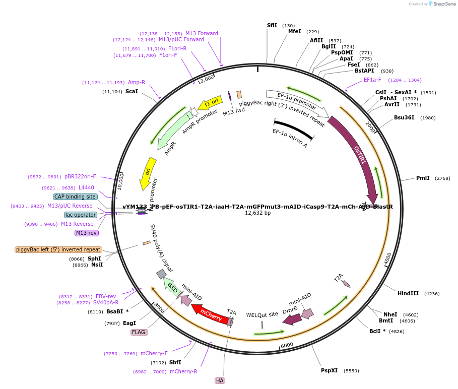 160046-plasmid-map-sequence-id-318474