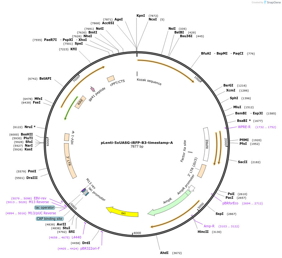 159925-plasmid-map-sequence-id-318475