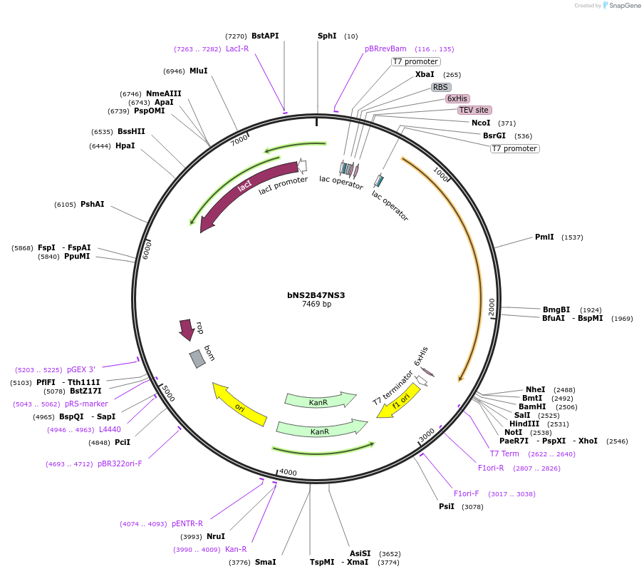 155320-plasmid-map-sequence-id-318477