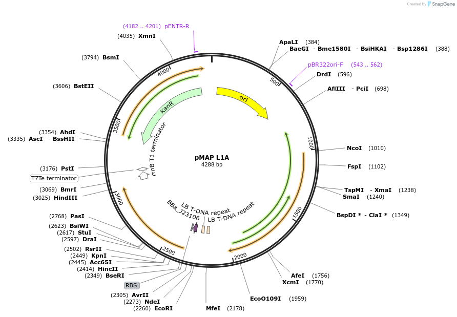 153343-plasmid-map-sequence-id-318478