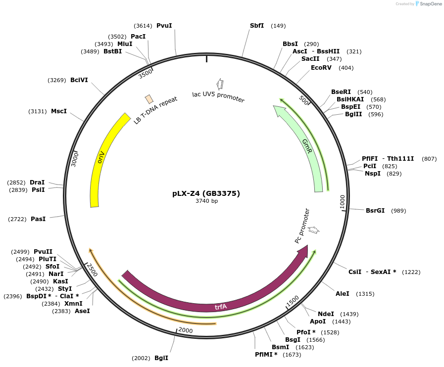 160648-plasmid-map-sequence-id-318480