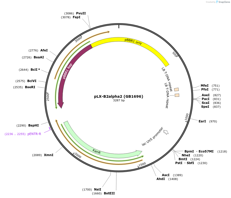 160620-plasmid-map-sequence-id-318483