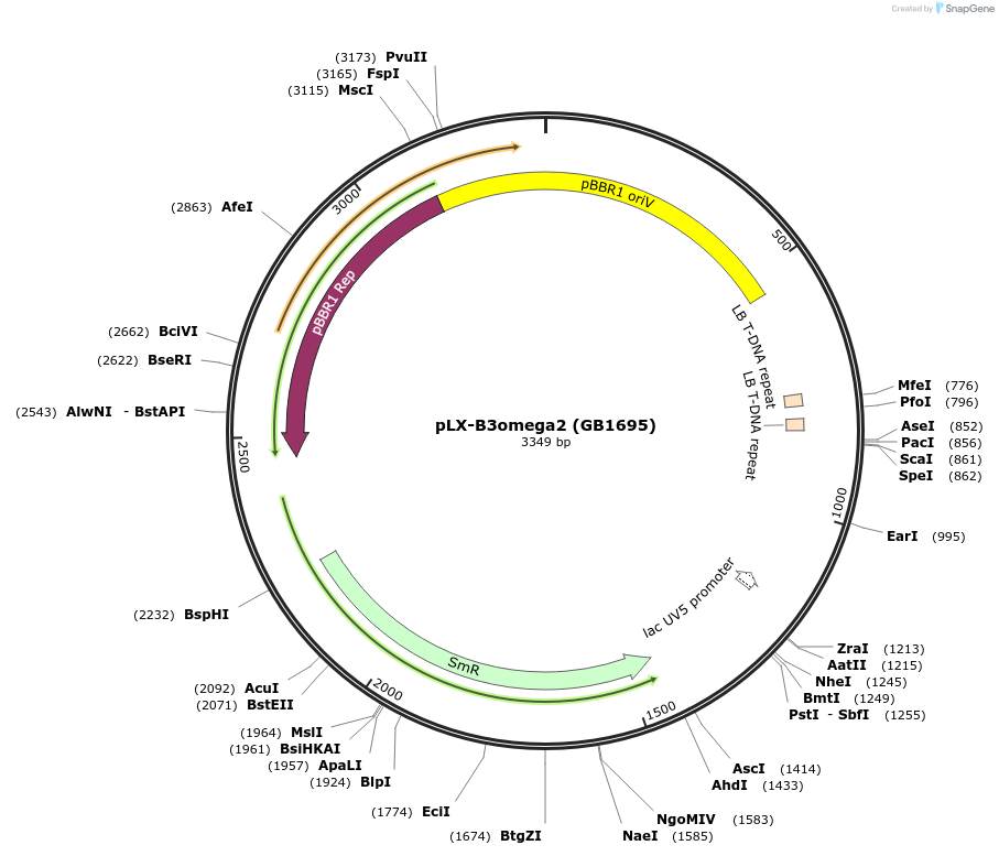 160644-plasmid-map-sequence-id-318484