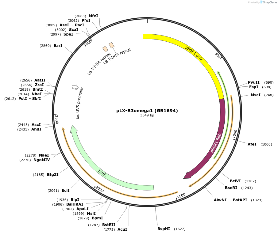 160643-plasmid-map-sequence-id-318485