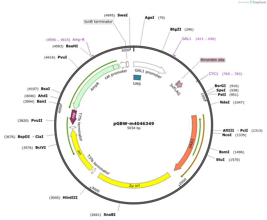 145552-plasmid-map-sequence-id-318502
