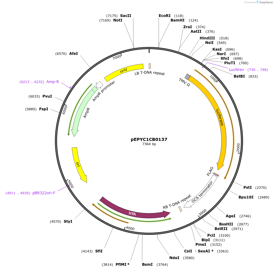 154636-plasmid-map-sequence-id-318503