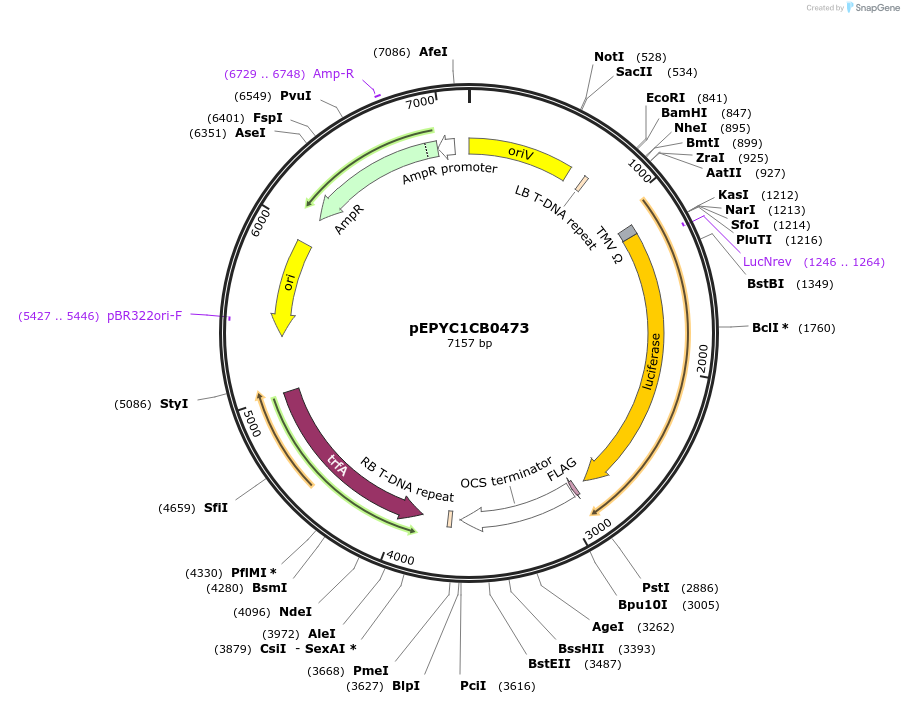 154722-plasmid-map-sequence-id-318507