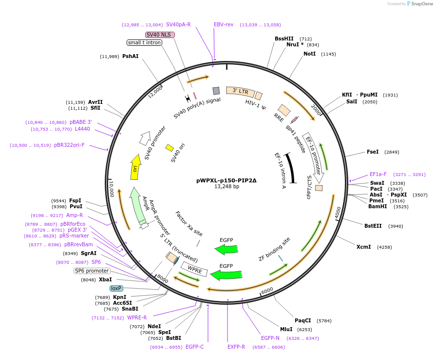 160994-plasmid-map-sequence-id-318508