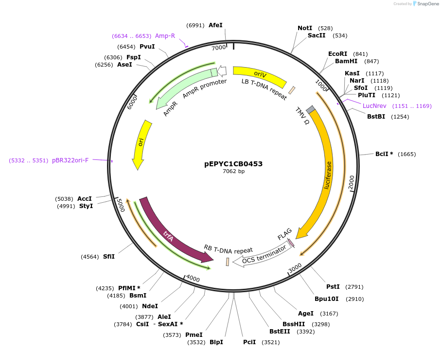 154709-plasmid-map-sequence-id-318509